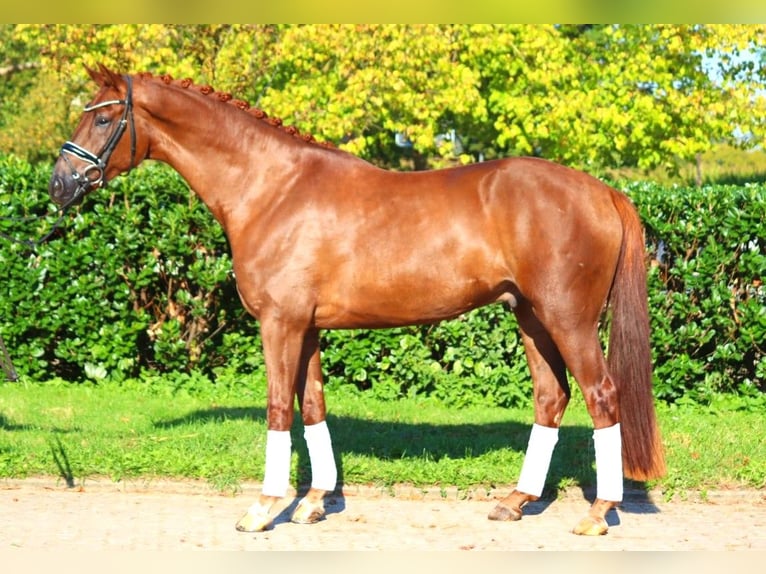 Hanoverian Gelding 4 years 16,1 hh Chestnut in Selsingen