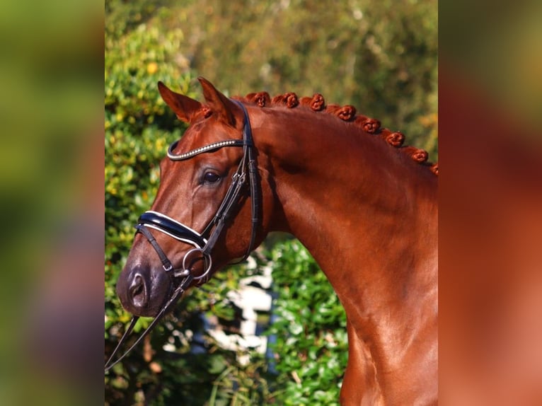 Hanoverian Gelding 4 years 16,1 hh Chestnut in Selsingen