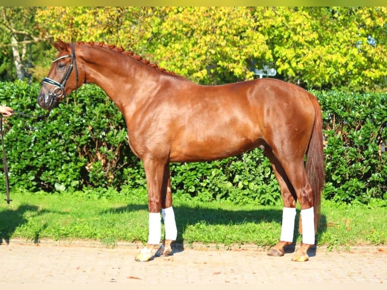 Hanoverian Gelding 4 years 16,1 hh Chestnut in Selsingen