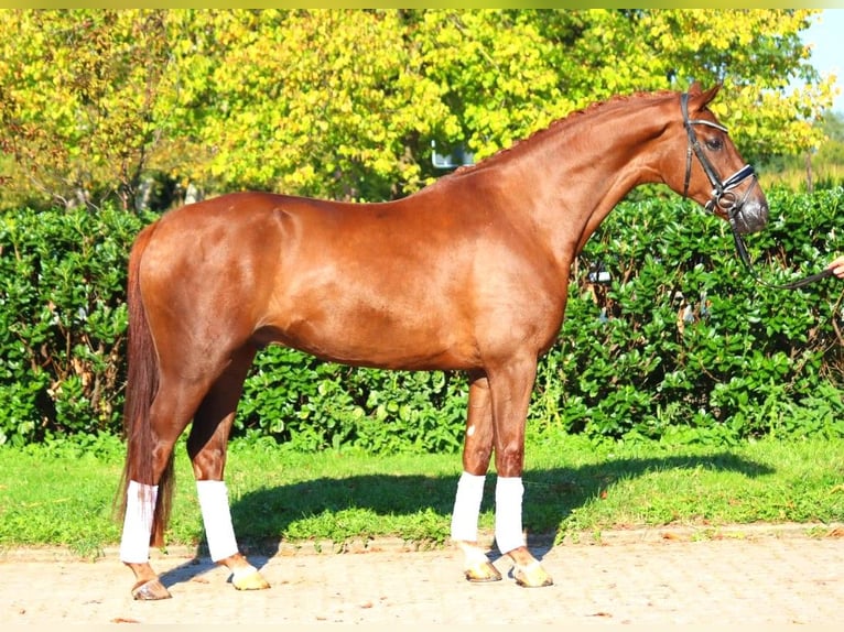 Hanoverian Gelding 4 years 16,1 hh Chestnut in Selsingen