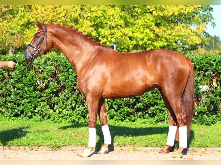 Hanoverian Gelding 4 years 16,1 hh Chestnut in Selsingen