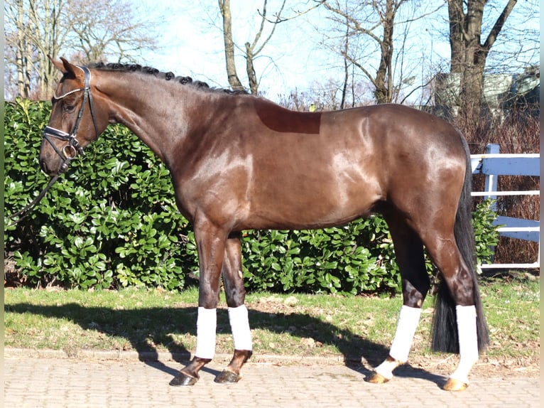 Hanoverian Gelding 4 years 16.1 hh Chestnut in Selsingen