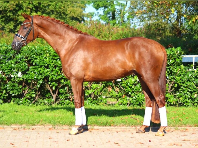 Hanoverian Gelding 4 years 16,1 hh Chestnut in Selsingen