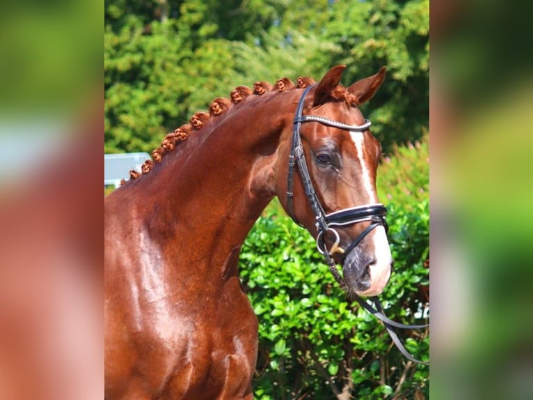 Hanoverian Gelding 4 years 16,1 hh Chestnut in Selsingen