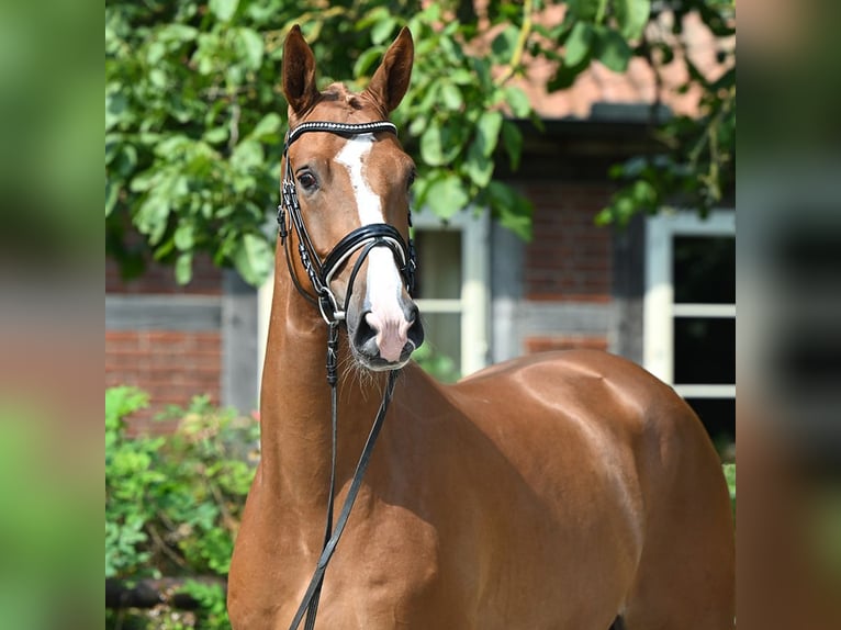 Hanoverian Gelding 4 years 16,1 hh Chestnut-Red in Bad Bevensen