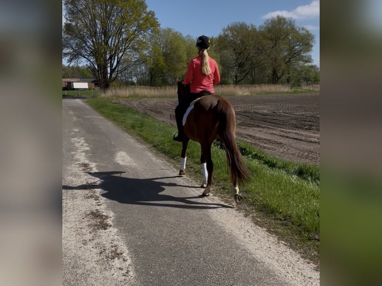 Hanoverian Gelding 4 years 16.1 hh Chestnut-Red in Bawinkel