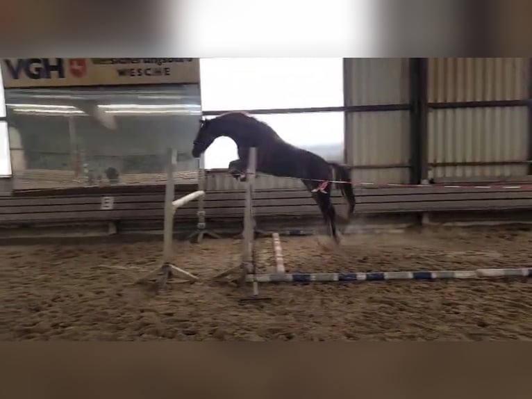 Hanoverian Gelding 4 years 16.1 hh Chestnut-Red in Bawinkel
