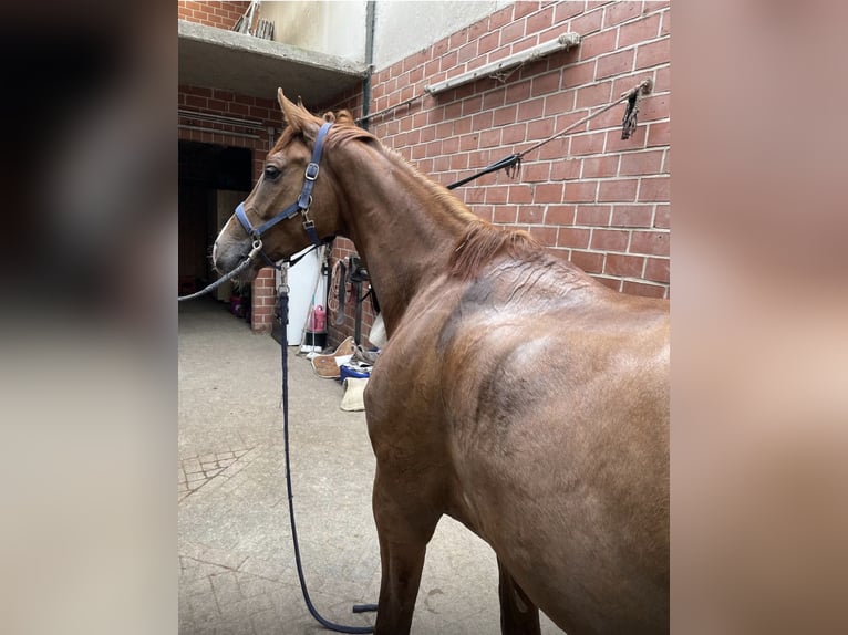 Hanoverian Gelding 4 years 16.1 hh Chestnut-Red in Bawinkel