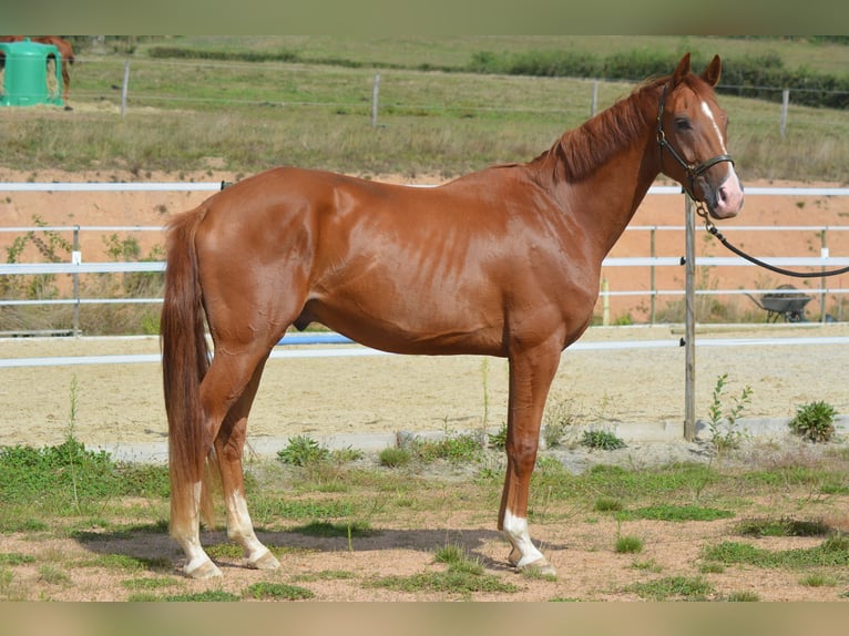 Hanoverian Gelding 4 years 16,1 hh Chestnut-Red in TRIVY