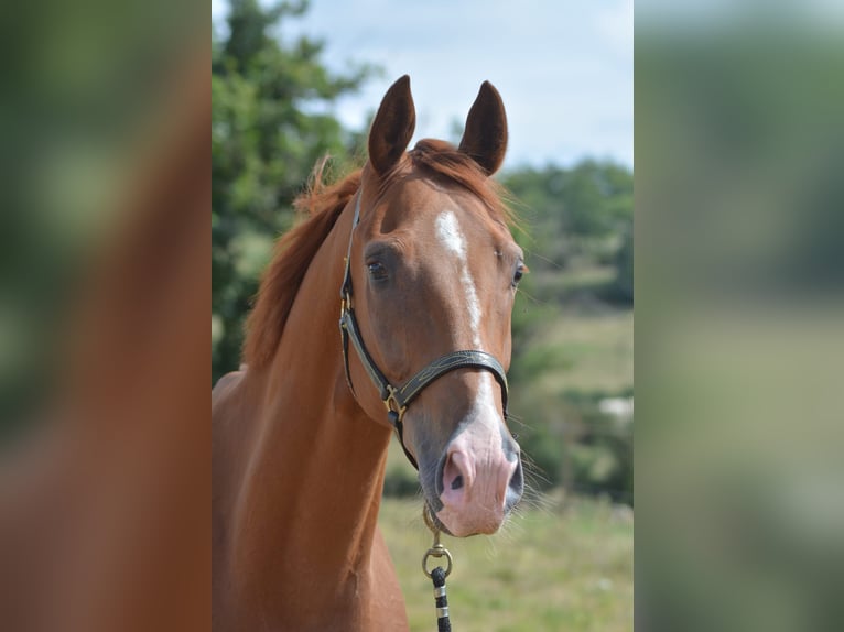 Hanoverian Gelding 4 years 16,1 hh Chestnut-Red in TRIVY