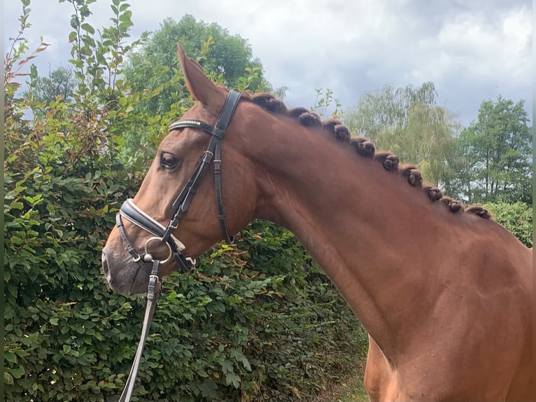 Hanoverian Gelding 4 years 16.1 hh Chestnut-Red in Hepstedt