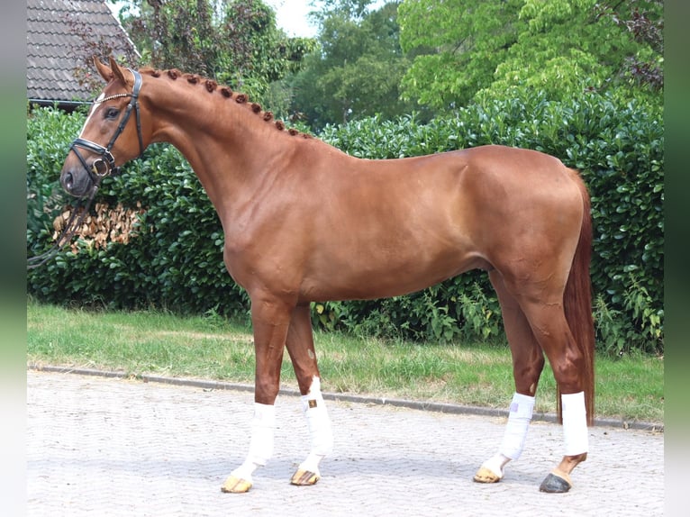 Hanoverian Gelding 4 years 16.1 hh Chestnut-Red in Selsingen