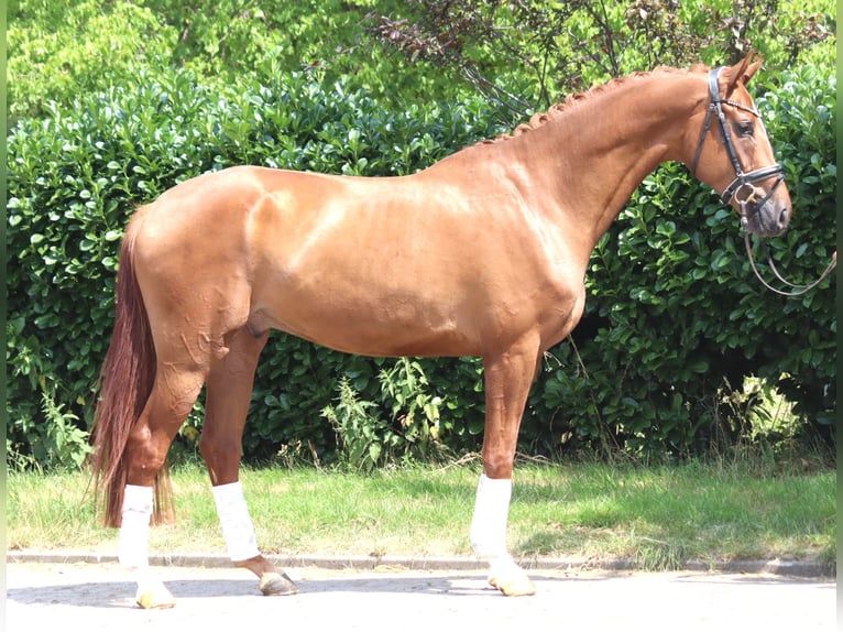 Hanoverian Gelding 4 years 16.1 hh Chestnut-Red in Selsingen
