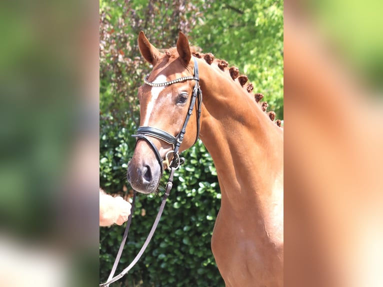 Hanoverian Gelding 4 years 16.1 hh Chestnut-Red in Selsingen