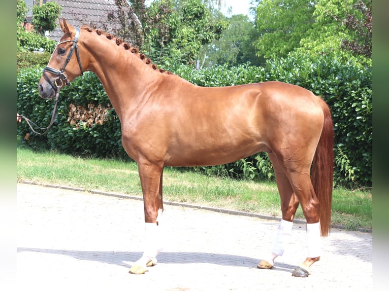 Hanoverian Gelding 4 years 16.1 hh Chestnut-Red in Selsingen