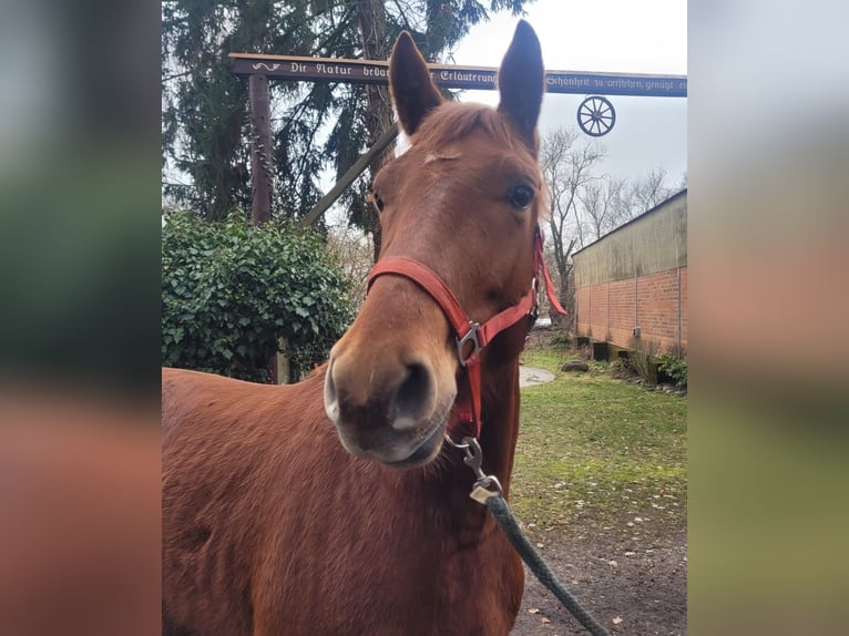 Hanoverian Gelding 4 years 16.1 hh Chestnut-Red in Weste