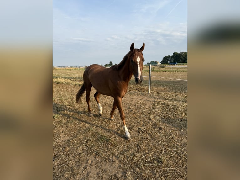 Hanoverian Gelding 4 years 16.1 hh Chestnut-Red in Neuberg