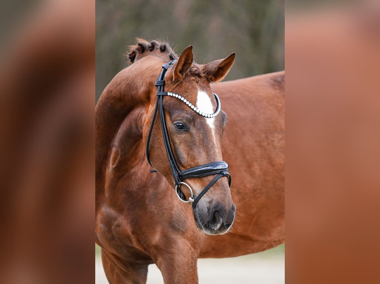 Hanoverian Gelding 4 years 16.1 hh Chestnut-Red in Riedstadt