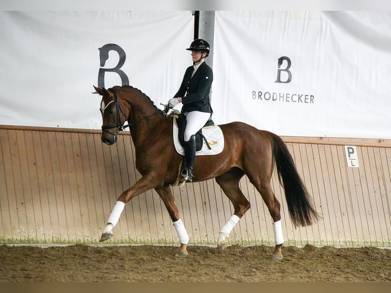 Hanoverian Gelding 4 years 16.1 hh Chestnut-Red in Riedstadt
