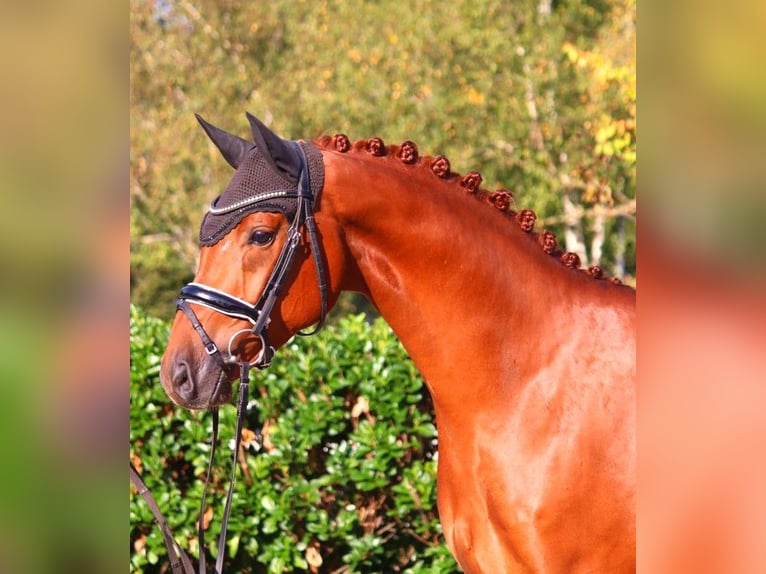 Hanoverian Gelding 4 years 16,1 hh Chestnut-Red in Selsingen