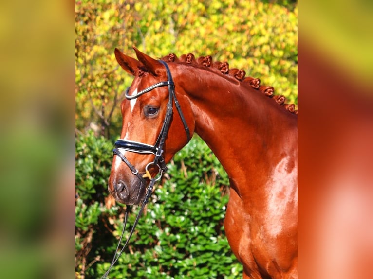 Hanoverian Gelding 4 years 16,1 hh Chestnut-Red in Selsingen