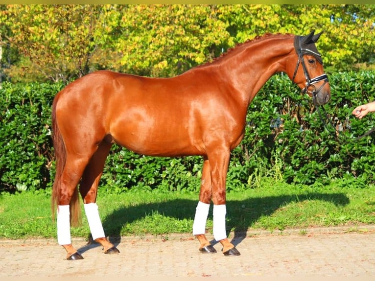 Hanoverian Gelding 4 years 16,1 hh Chestnut-Red in Selsingen