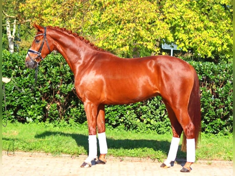 Hanoverian Gelding 4 years 16,1 hh Chestnut-Red in Selsingen