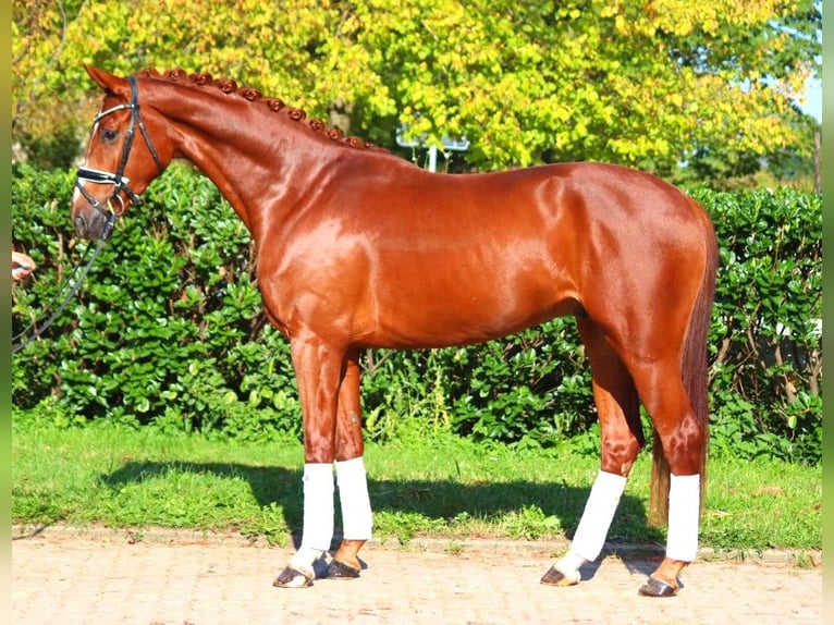 Hanoverian Gelding 4 years 16,1 hh Chestnut-Red in Selsingen