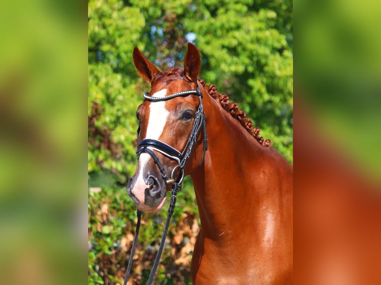 Hanoverian Gelding 4 years 16,1 hh Chestnut-Red in Selsingen