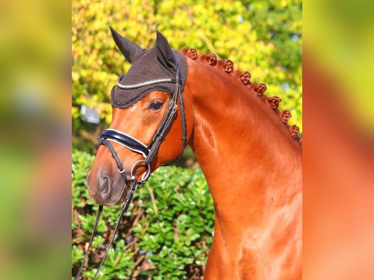 Hanoverian Gelding 4 years 16,1 hh Chestnut-Red in Selsingen