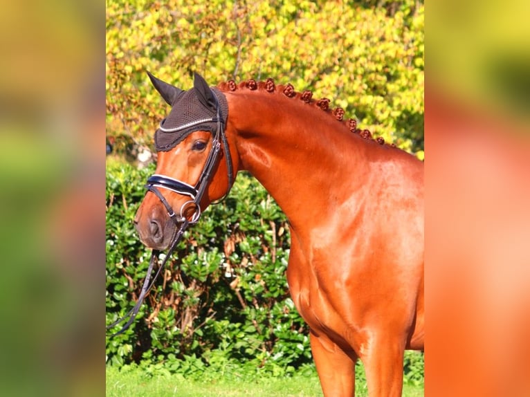 Hanoverian Gelding 4 years 16,1 hh Chestnut-Red in Selsingen