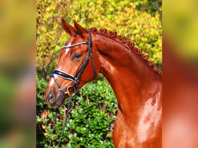 Hanoverian Gelding 4 years 16,1 hh Chestnut-Red in Selsingen