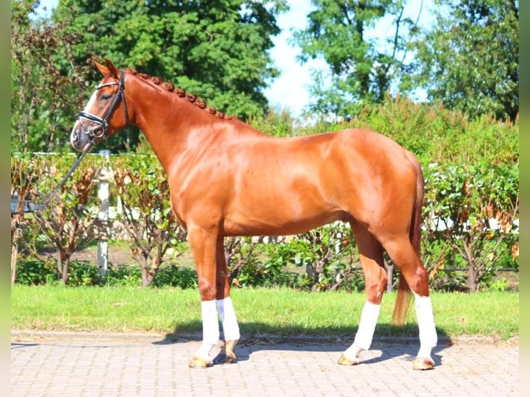 Hanoverian Gelding 4 years 16,1 hh Chestnut-Red in Selsingen