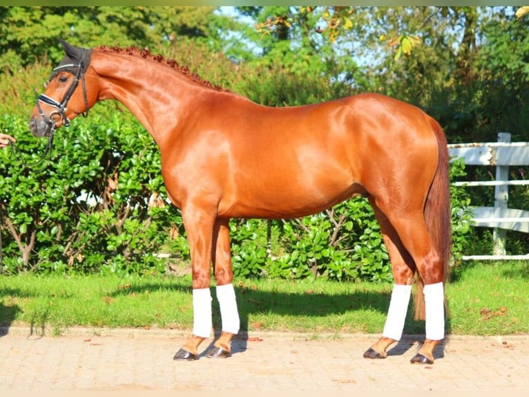 Hanoverian Gelding 4 years 16,1 hh Chestnut-Red in Selsingen