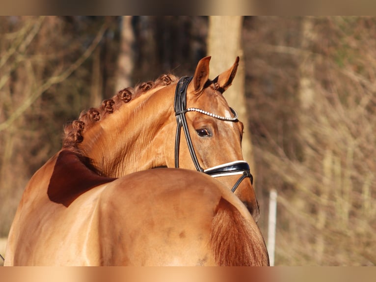 Hanoverian Gelding 4 years 16,1 hh Chestnut-Red in Reeßum