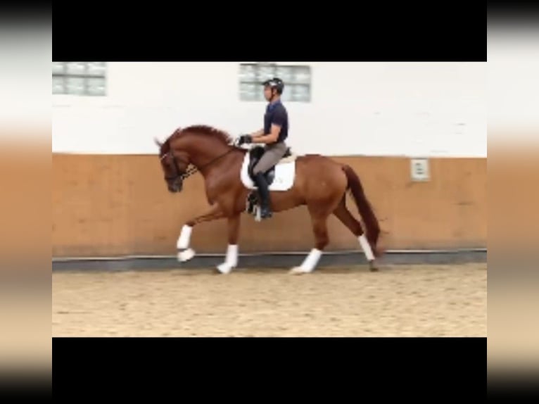 Hanoverian Gelding 4 years 16,1 hh Chestnut-Red in Marsberg