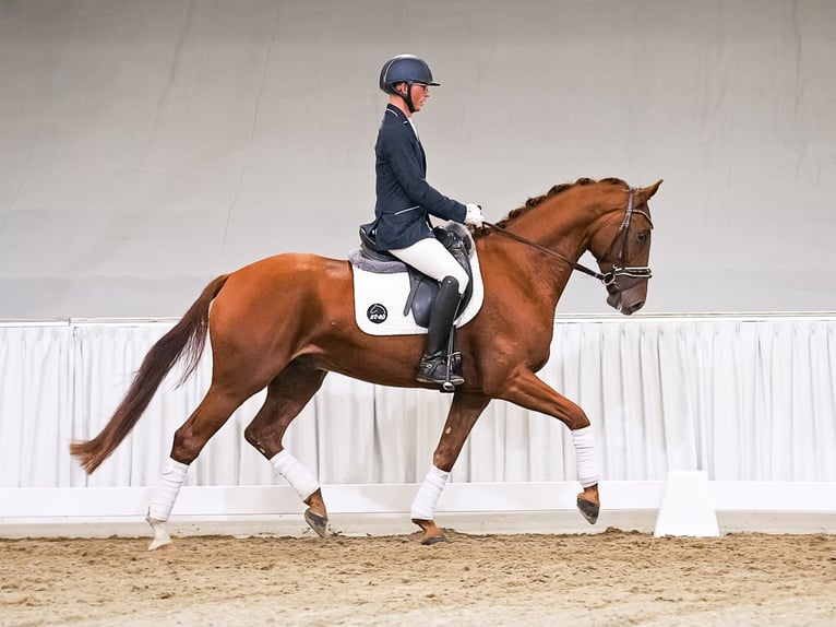 Hanoverian Gelding 4 years 16.1 hh Chestnut-Red in Verden
