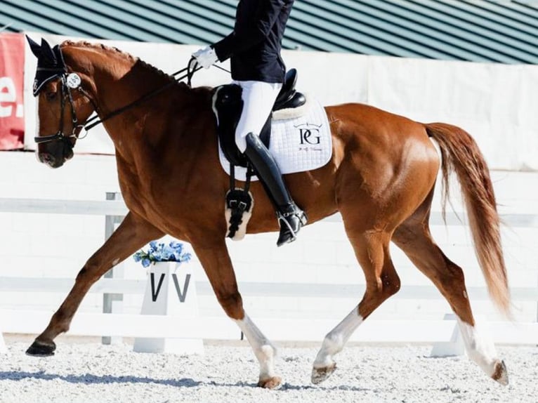 Hanoverian Gelding 4 years 16,1 hh Chestnut-Red in Navas Del Madroño