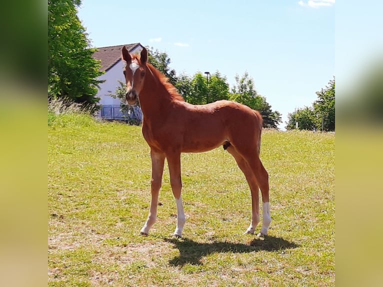 Hanoverian Gelding 4 years 16,1 hh Chestnut-Red in Leichlingen