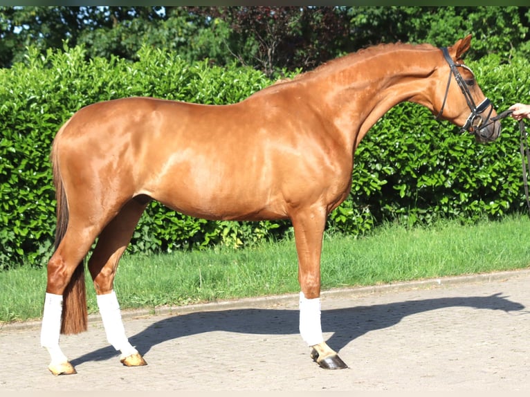 Hanoverian Gelding 4 years 16.1 hh Chestnut-Red in Selsingen