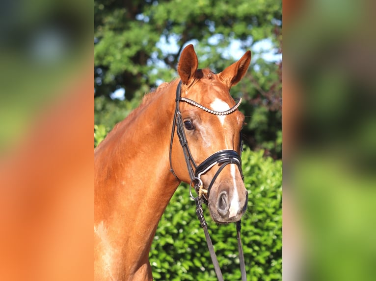 Hanoverian Gelding 4 years 16.1 hh Chestnut-Red in Selsingen