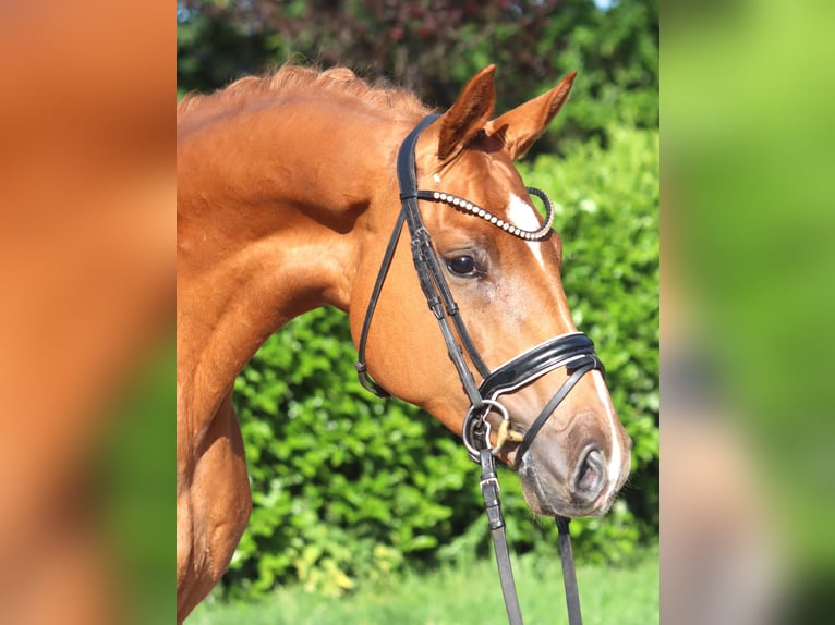 Hanoverian Gelding 4 years 16.1 hh Chestnut-Red in Selsingen