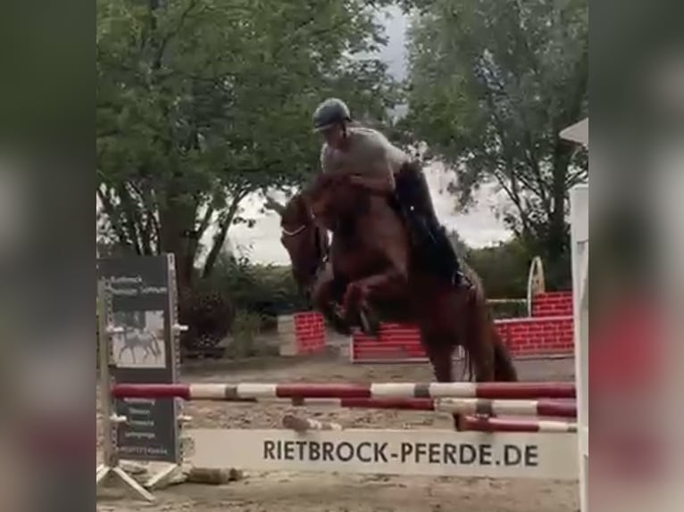 Hanoverian Gelding 4 years 16.1 hh Chestnut-Red in Sottrum