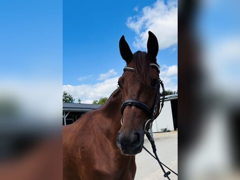 Hanoverian Gelding 4 years 16.1 hh Chestnut-Red in Sottrum