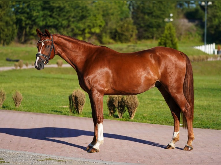 Hanoverian Gelding 4 years 16,1 hh Chestnut-Red in Prag