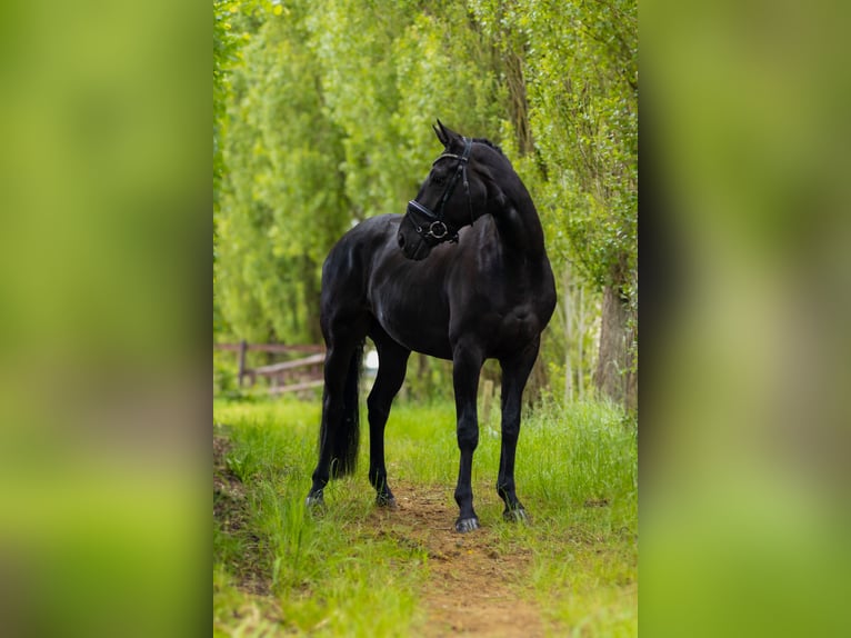 Hanoverian Gelding 4 years 16,1 hh in Perl