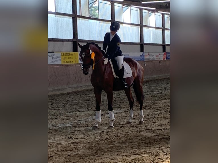 Hanoverian Gelding 4 years 16,1 hh in Hildesheim