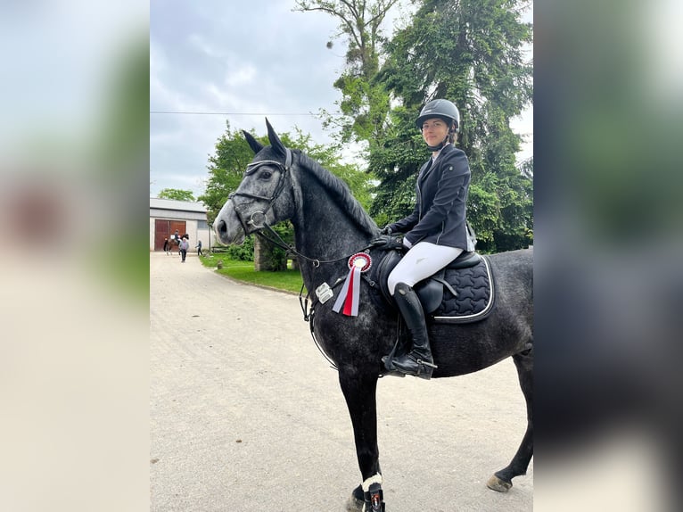 Hanoverian Gelding 4 years 16,1 hh Gray-Dark-Tan in Northeim