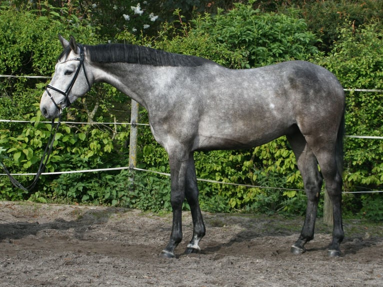 Hanoverian Gelding 4 years 16,1 hh Gray in Hohenhameln