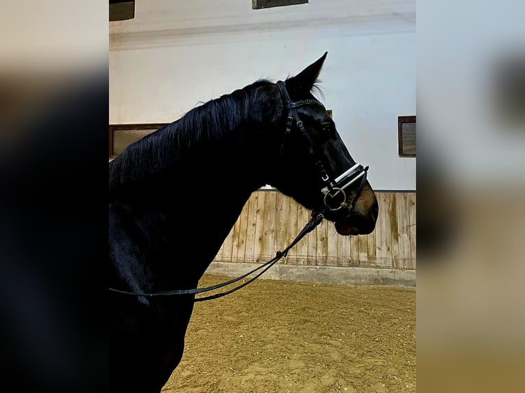 Hanoverian Gelding 4 years 16,1 hh Smoky-Black in Böheimkirchen